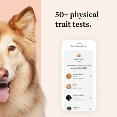 Image showing '50+ physical trait tests' and a mobile screen listing coat colour genes detected, including recessive red, fawn, recessive black, and tan points.