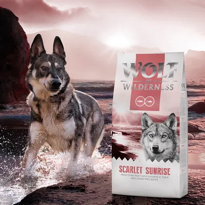 Συσκευασία Wolf of Wilderness Scarlet Sunrise, εμφανές κείμενο: 'Fresh pork meat with salmon & tuna, 100% grain-free recipe', δίπλα σε σκύλο σε φυσικό τοπίο.