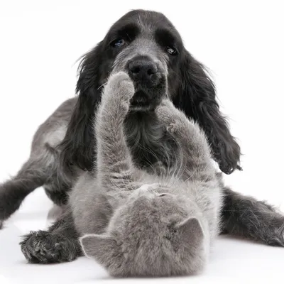 Chien à poil long noir et chat gris allongés ensemble sur fond blanc, montrant la cohabitation entre animaux de compagnie. Aucun produit ou marque visible.