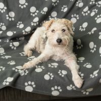 Cane sdraiato su coperta grigia con impronte di zampe bianche. Il prodotto mostra design e comfort della coperta.