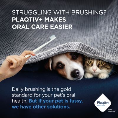 Plaqitv+ oral care makes dental hygiene easier. Daily brushing is standard, but there are alternatives for fussy pets. Plaqtiv+ logo bottom right.