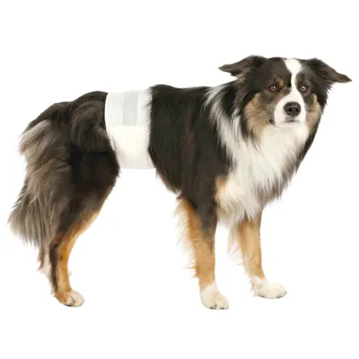 Hund med vit bukrem demonstrerar användningen av en hygienprodukt för husdjur.