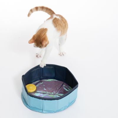 Kat speelt met poot in een opvouwbaar blauw kunststof badje met gele ronde speelbal erin. Badje heeft opstaande randen en staat op witte ondergrond.