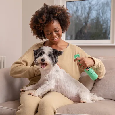 En person sprøjter en grøn spray på en lille hvid hund med sorte ører, som sidder på en sofa.