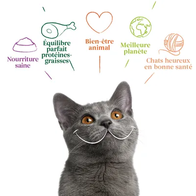 Nourriture saine, Équilibre parfait protéines-graisses, Bien-être animal, Meilleure planète, Chats heureux en bonne santé (texte visible au-dessus d’un chat gris)
