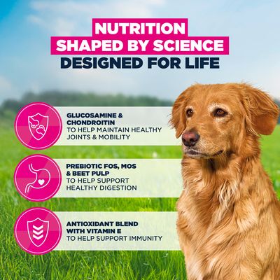 Eukanuba Premium Nutrition Senior Large & Giant Breed karitsa & riisi - 12 kg