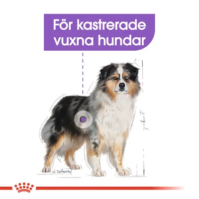 Text: För kastrerade vuxna hundar. Illustration av en stående hund med markerad punkt på kroppen och streckade linjer runtom.