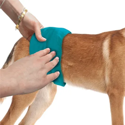 Personne plaçant une bande textile turquoise autour du ventre d’un chien, montrant l’utilisation du produit sur l’animal. Matière textile visible.