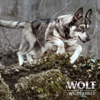 Wolf of Wilderness Logo. Hund springt über moosbedeckte Felsen in einem Wald.