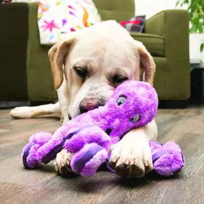 Chien allongé sur le sol tenant un jouet pour chien en peluche violet entre ses pattes, dans un salon avec canapé vert en arrière-plan.