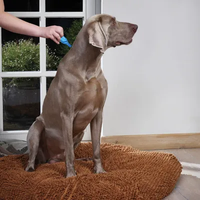 Hund sitzt auf brauner Matte, während eine Hand mit blauem Werkzeug das Fell pflegt.