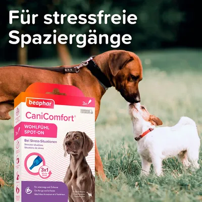 Beaphar CaniComfort Spot-On voor stressvrije wandelingen. Comfortproduct bij stressvolle situaties, geschikt voor honden en puppy's. Verpakking met 3x1 week gebruik.