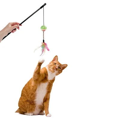 Speelhengel met verenhanger, vastgehouden door een hand. Rode kat tilt poot op en speelt met het speelgoed.
