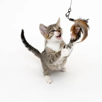 Chaton tigré jouant avec une canne à pêche pour chat munie de plumes marron et noires, visible sur fond blanc.