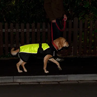 Hond met reflecterend geel-zwart veiligheidsvest aan de lijn, 's nachts.