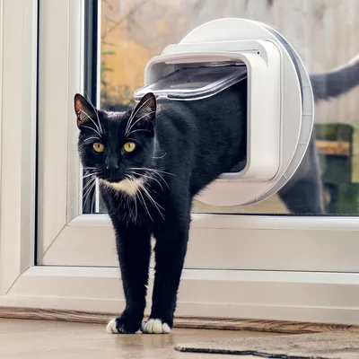 Gatto nero con pelo bianco esce da una finestra attraverso una porticina per gatti bianca. Dimostrazione dell’uso di una porticina per gatti.