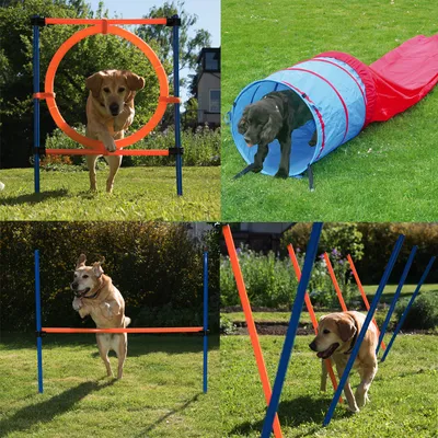 Set de agilidad para perros con aro de salto, túnel, vallas y postes de eslalon en el jardín. Muestra varios ejercicios para entrenamiento canino.