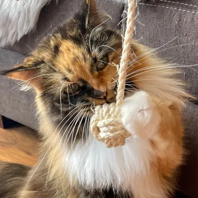 Дългокосместа котка играе с възел от въже. Продуктът показва играчка за котки.