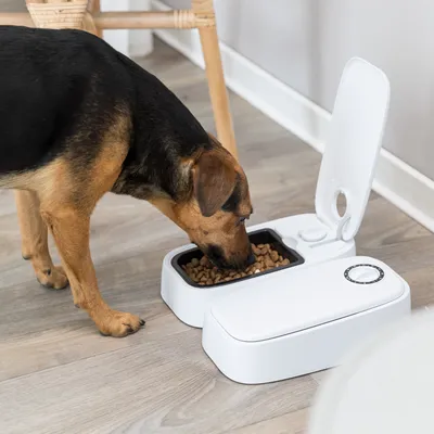 Hund spiser fra en hvid foderautomat med åben låg, fyldt med tørfoder. Automatisk foderdispenser synlig på lyst trægulv.