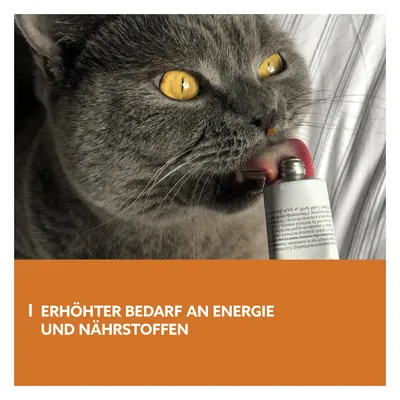 Graue Katze leckt an einer Tube. Text: Erhöhter Bedarf an Energie und Nährstoffen.