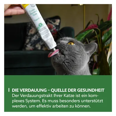 Chat gris léchant un tube de pâte intitulé 'Gastro Intestinal Paste Digestion'. Texte en allemand : 'Die Verdauung – Quelle der Gesundheit. Der Verdauungstrakt Ihrer Katze ist ein komplexes System...'