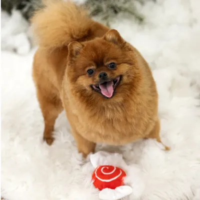 El perro está sobre una alfombra blanca junto a un juguete rojo y blanco con forma de caramelo. El perro está sobre una alfombra blanca junto a un juguete rojo y blanco con forma de caramelo.