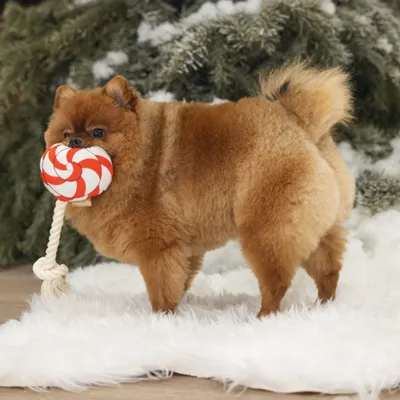 beeztees Christmas Lollipop Dog Toy – Red/White - 25 x 12 x 5 cm (L x W x H)