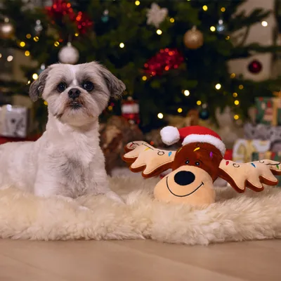 beeztees Christmas Rudolph Cuddle Dog Toy - 36 x 23 x 8 cm (L x W x H)