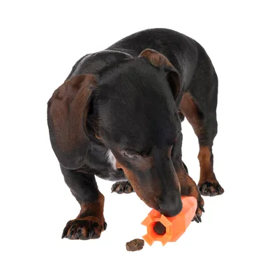 Chien noir et feu utilisant un jouet distributeur de friandises orange en plastique, une friandise visible au sol devant le jouet.