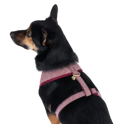 Chien portant un harnais en tissu à motif chevrons bordeaux et blanc, boucle métallique dorée visible sur le dessus du harnais.