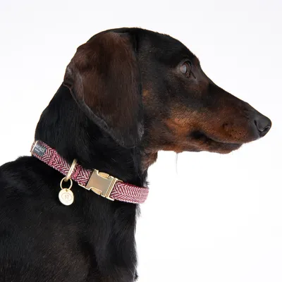 Hond met rood stoffen halsband en gouden gesp, hanger met NT-logo zichtbaar.