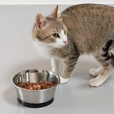 Katze neben einem Napf aus Edelstahl mit Nassfutter.