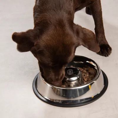 Brown dog eating from a silver food bowl with dry food on a light-coloured floor.