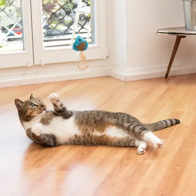 Gato juega con un juguete colgante en forma de pájaro azul con plumas. Adecuado para entretenimiento activo de gatos.