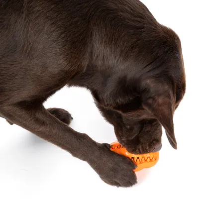 Dog playing with orange toy featuring a jagged design, suitable for interactive chewing and engagement.