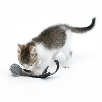 Kattunge leker med en kattleksak av tyg och fjädrar.