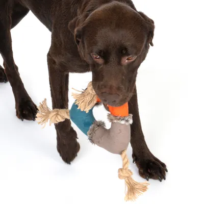 Dog playing with colourful chew toy made of fabric and rope, featuring orange, blue and grey elements with fringes.