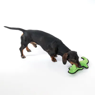 Black dachshund playing with green plush toy shaped like a crocodile.