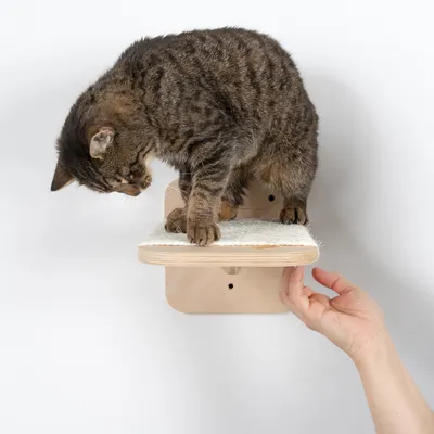 Chat tigré debout sur une étagère murale en bois clair avec surface recouverte de tissu, main humaine visible sous l’étagère. Matériaux visibles : bois, tissu.