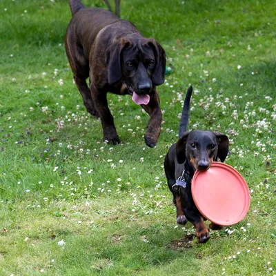 Malý pes nese v tlamě červený frisbee disk, zatímco větší pes běží v pozadí na louce.