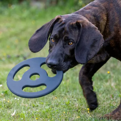 Cane con gioco frisbee nero in bocca su un prato.