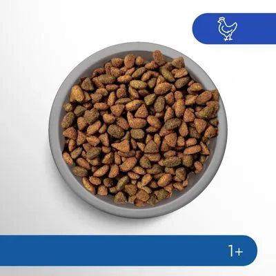 Perfect Fit Indoor 1+ Rijk aan Kip - Dubbelpak: 2 x 7 kg