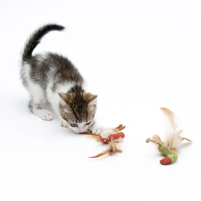 Котенце играе с две играчки от плат и пера във вид на птица.