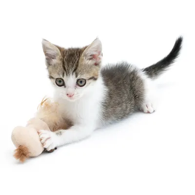 Chaton tigré et blanc allongé, tenant un jouet en peluche beige avec une touffe de poils. Fond blanc uni.