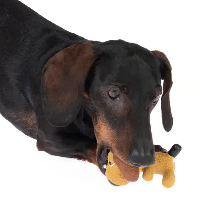 Dog playing with a small brown fabric dog toy.