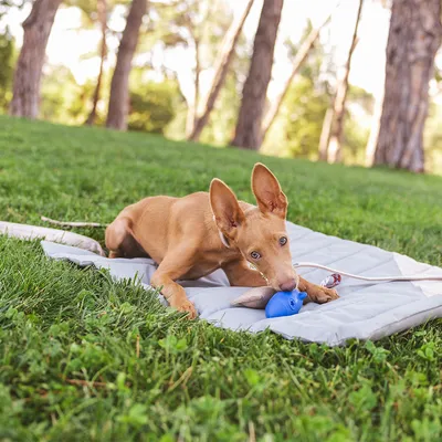 Hond speelt met blauw speelgoed op een grijze mat buiten, omringd door gras en bomen.