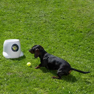Hund leker med en vit bollkastare på en grön gräsmatta. Tennisboll ligger framför apparaten.
