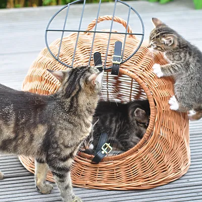 Kattenmand van gevlochten riet met metalen deur, drie gestreepte katten zichtbaar bij en in de mand. Zwarte leren riempjes met gespen aan de voorkant.