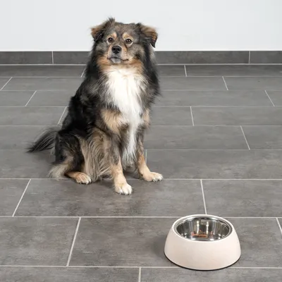 Dog sitting next to a stainless steel food bowl with cream-coloured rim on grey tiled floor.