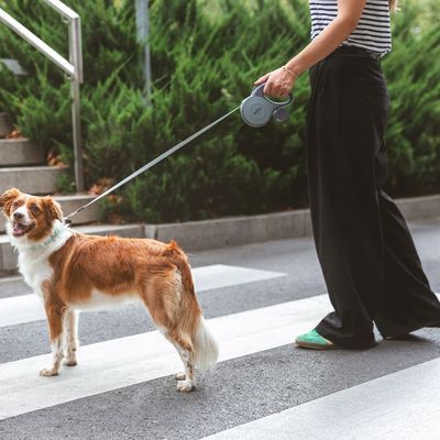 Persona conduce un cane con un guinzaglio estensibile su un attraversamento pedonale. Guinzaglio con manico ergonomico visibile.